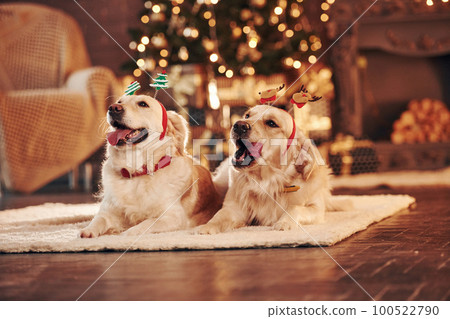 Two cute Golden retrievers together at home. Celebrating New year Two cute Golden retrievers together at home. Celebrating New year 100522790