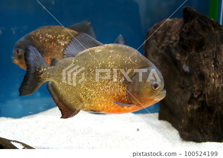 食人魚 食人魚 100524199