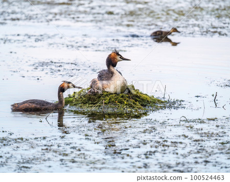 A pair of water birds, Great Crested Grebe, feeding chick at nest. 100524463