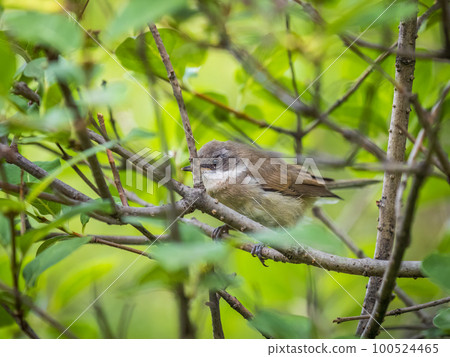 Common chiffchaff, lat. phylloscopus collybita, sitting on branch of bush in spring and looking for food 100524465