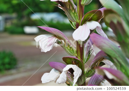 老鼠花(初夏、六月) 老鼠花(初夏、六月) 100524539