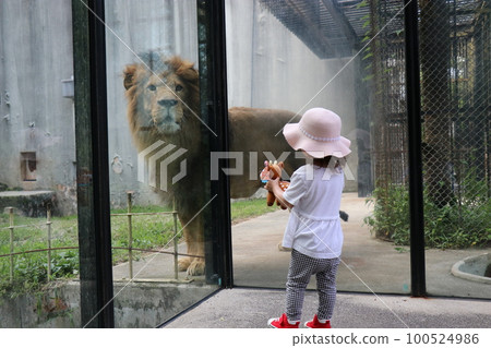 A girl observing a lion up close at Asa Zoological Park in Hiroshima City 100524986