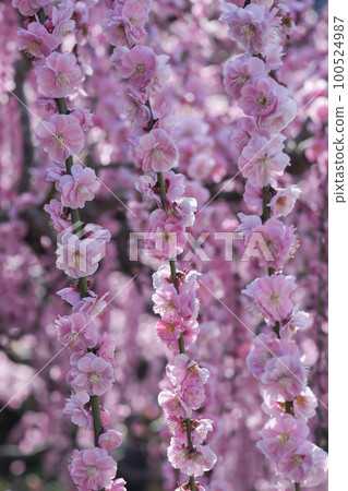 帶有美麗粉紅色的垂枝梅 100524987