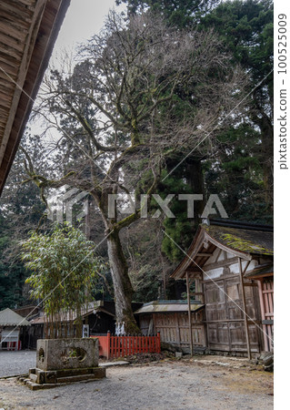 Hiyoshi Taisha Nishimoto Shrine Katsura Sacred Tree Otsu City, Shiga Prefecture 100525009