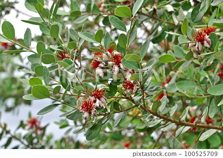 Feijoa花（夏季，六月） 100525709