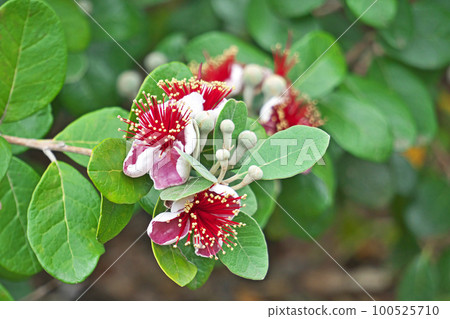 Feijoa flowers (summer, June) Feijoa flowers (summer, June) 100525710
