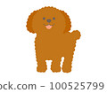 Toy poodle standing with a smile 100525799
