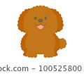 Toy poodle lying down in front 100525800