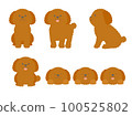 Toy poodle set with various poses 100525802