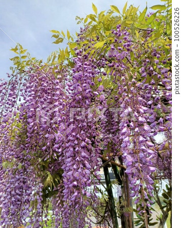 Spring, beautiful wisteria flowers, wisteria trellis Spring, beautiful wisteria flowers, wisteria trellis 100526226