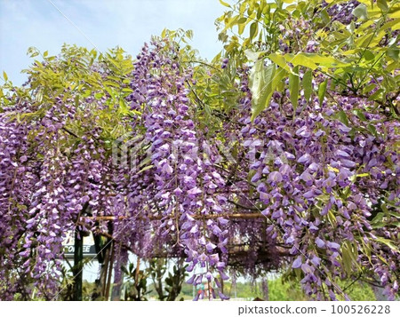 Spring, beautiful wisteria flowers, wisteria trellis Spring, beautiful wisteria flowers, wisteria trellis 100526228