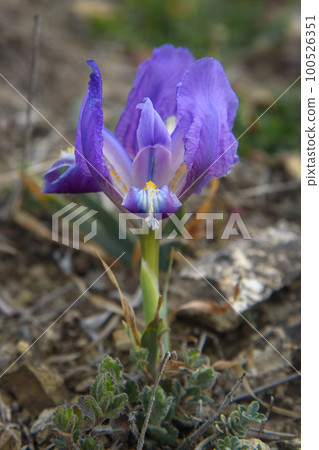 Purple Dwarf iris flower or Iris pumila in coastal hills Purple Dwarf iris flower or Iris pumila in coastal hills 100526351