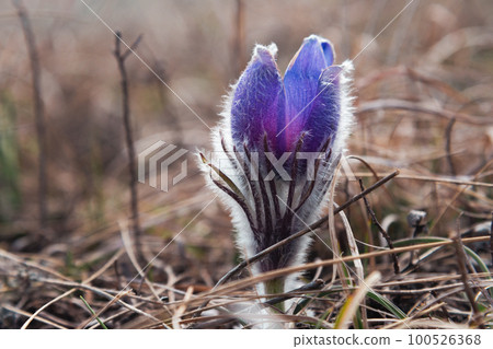 Pulsatilla halleri or pulsatilla taurica flowers in Crimea 100526368