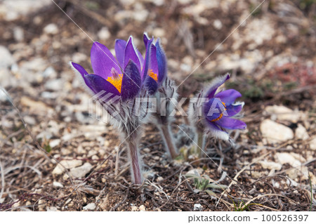 First spring flowers Pulsatilla halleri or pulsatilla taurica in nature 100526397