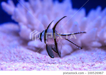 Amano Goby Dengekai 100526967
