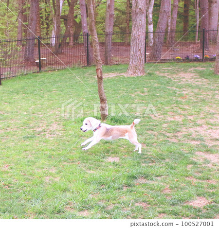 Beagle dog running happily in a dog run Beagle dog running happily in a dog run 100527001