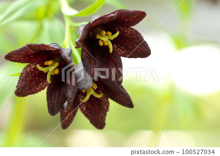 Black lily 100527034