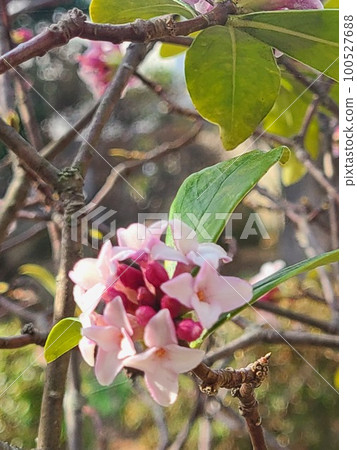 Sweet scent of spring "Shinchoka" 100527688