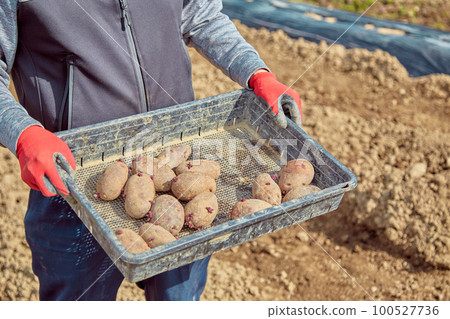 一個有種薯的男人 Farmer Agriculture 100527736