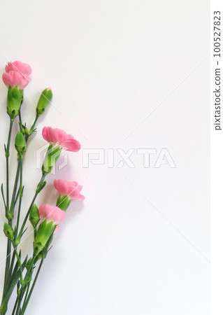 Carnation Mother's Day message card Carnation Mother's Day message card 100527823