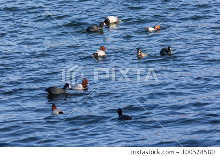 Waterfowl coots flock to Lake Haruna in early spring 100528580