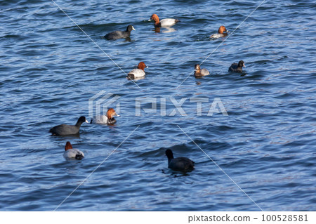 Waterfowl coots flock to Lake Haruna in early spring Waterfowl coots flock to Lake Haruna in early spring 100528581