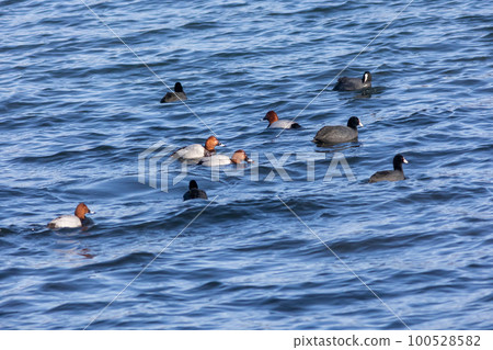 Waterfowl coots flock to Lake Haruna in early spring 100528582