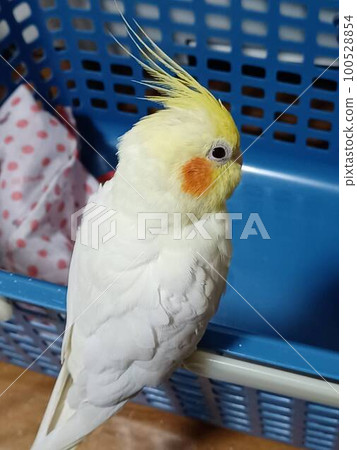 在洗衣籃棲息的鸚鵡 在洗衣籃棲息的鸚鵡 100528854