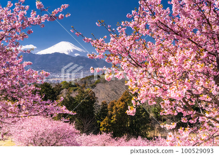 “神奈川縣”富士山和河津櫻花盛開，Oi Yume no Sato 100529093