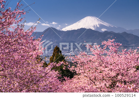 “神奈川縣”富士山和河津櫻花盛開，Oi Yume no Sato 100529114