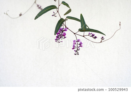 在白色牆壁上的Hardenbergia紫色花 在白色牆壁上的Hardenbergia紫色花 100529943