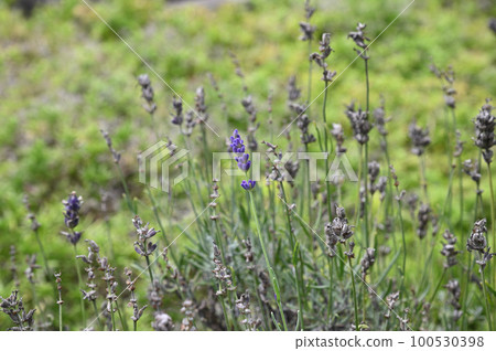 淡紫色花特寫鏡頭 淡紫色花特寫鏡頭 100530398