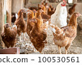 雞 100530561
