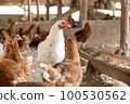 雞 100530562