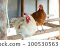 一對雞 100530563