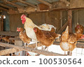 雞 100530564