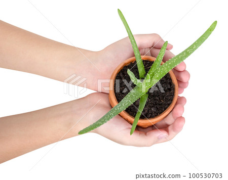 Hand holding Aloe vera is a herb in pot isolated, top view 100530703