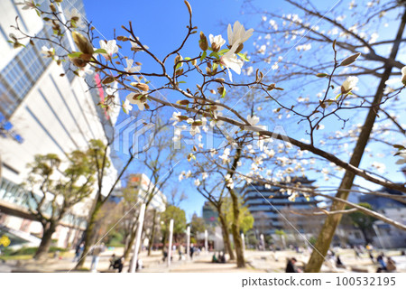 Kobushi Blooming Kego Park Nishitetsu Tenjin Station Fukuoka City Chuo Ward Tenjin Blurred Background 100532195