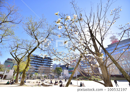 Kobushi Blooming Kego Park Nishitetsu Tenjin Station Fukuoka City Chuo Ward Tenjin Blurred Background 100532197