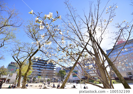 Kobushi Blooming Kego Park Nishitetsu Tenjin Station Fukuoka City Chuo Ward Tenjin Blurred Background 100532199