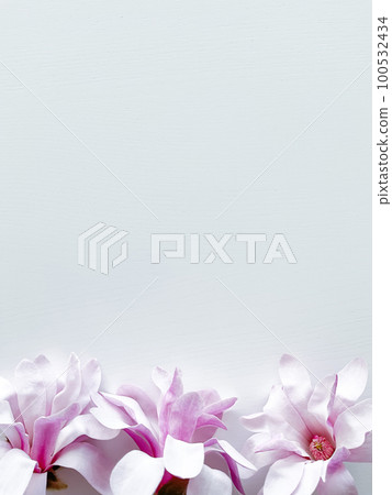 Closeup photo of pink magnolia flowers, isolated 100532434