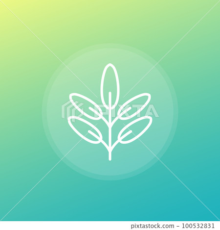 Sage herb line icon, vector Sage herb line icon, vector 100532831