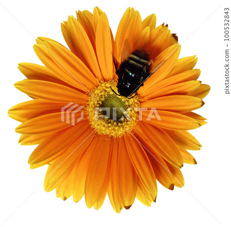 Bee and flower isolated on white background. 100532843