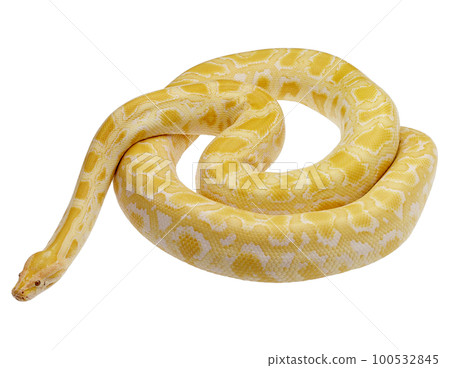 Gold python isolated on white background. 100532845