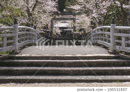 220416 Gokoku shrine z019 100532897