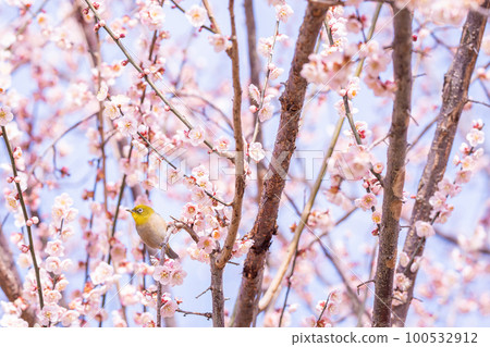 A yellow-green white-eye perched on a pink plum blossom that blooms in early spring A yellow-green white-eye perched on a pink plum blossom that blooms in early spring 100532912