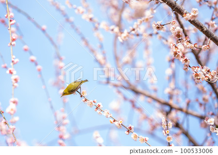 一隻黃綠色的白眼鳥棲息在早春盛開的粉紅色梅花上 100533006
