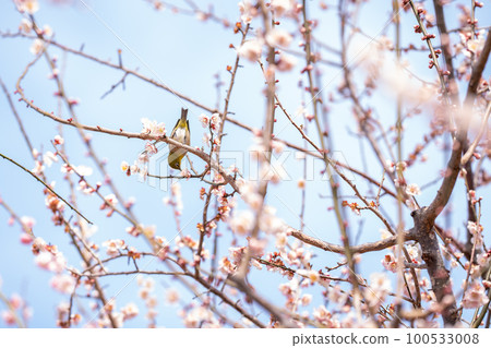 A yellow-green white-eye perched on a pink plum blossom that blooms in early spring A yellow-green white-eye perched on a pink plum blossom that blooms in early spring 100533008
