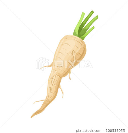parsnip root food cartoon vector illustration 100533055
