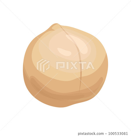 macadamia healthy nut cartoon vector illustration macadamia healthy nut cartoon vector illustration 100533081